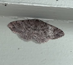 Melanolophia imitata