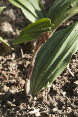 Cremastra appendiculata variabilis