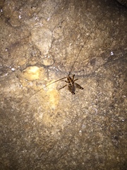 Ceuthophilus maculatus