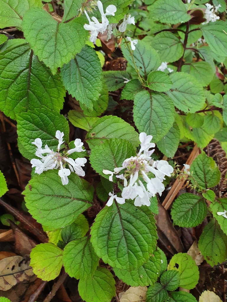 Plectranthus ciliatus, Thames, New Zealand