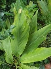 Curcuma petiolata