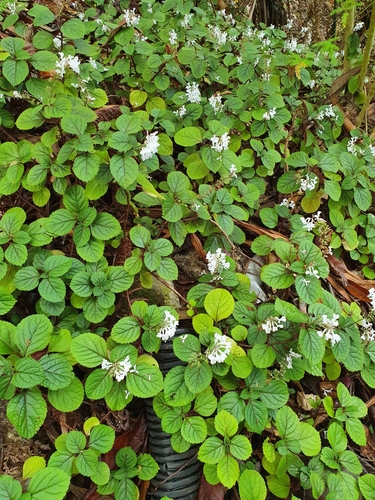 Plectranthus ciliatus