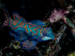 Synchiropus splendidus