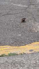 Passer domesticus