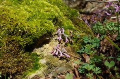 Corydalis paczoskii