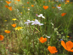 Leptosiphon montanus