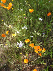 Leptosiphon montanus