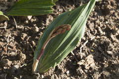 Cremastra appendiculata variabilis