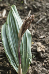 Cremastra appendiculata variabilis