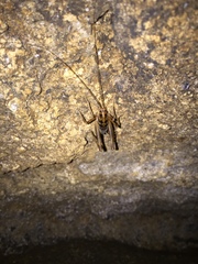 Ceuthophilus maculatus