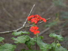 Pelargonium inquinans
