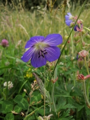 Geranium pratense