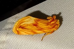 Cirrhophanus triangulifer