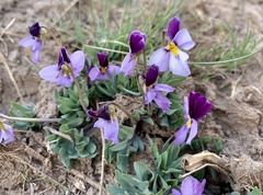 Viola trinervata