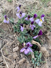 Viola trinervata