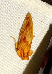 Cirrhophanus triangulifer