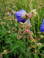 Geranium pratense