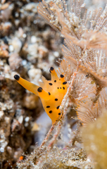 Thecacera