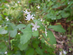 Lithophragma bolanderi