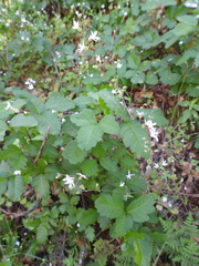 Lithophragma bolanderi