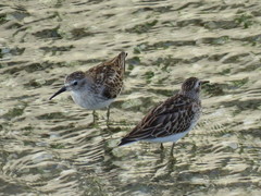 Calidris minutilla