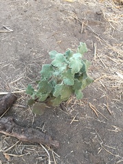 Malacothamnus fremontii