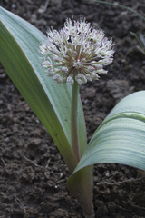 Allium karataviense