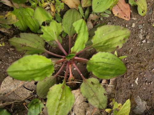 Plantago major observed 2021-04-04