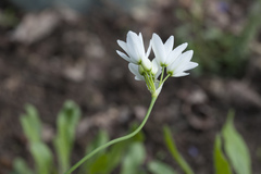 Allium zebdanense
