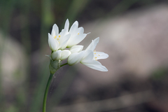 Allium zebdanense