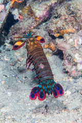 Odontodactylus scyllarus