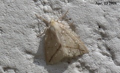 Descoreba simplex