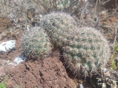 Mammillaria blossfeldiana