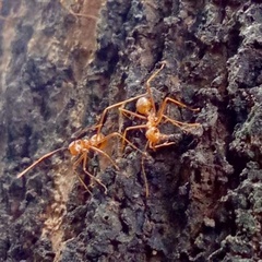 Oecophylla smaragdina