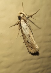 Acrolophus mortipennella