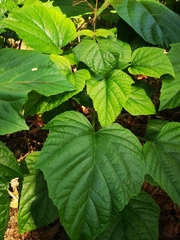 Clerodendrum paniculatum