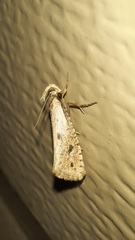 Acrolophus mortipennella