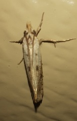Acrolophus mortipennella