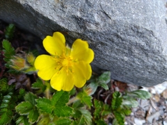 Potentilla matsumurae