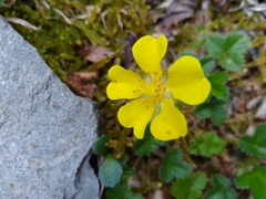 Potentilla matsumurae