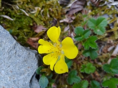 Potentilla matsumurae