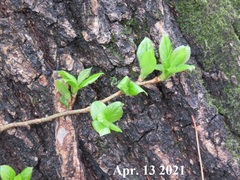 Symplocos paniculata