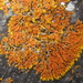 Strap Flame Lichen - Photo (c) tangatawhenua, some rights reserved (CC BY-NC), uploaded by tangatawhenua