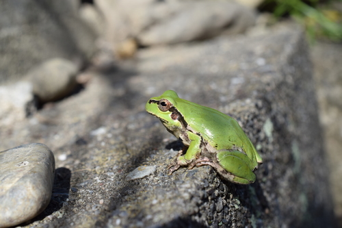 Eastern Japanese Tree Frog