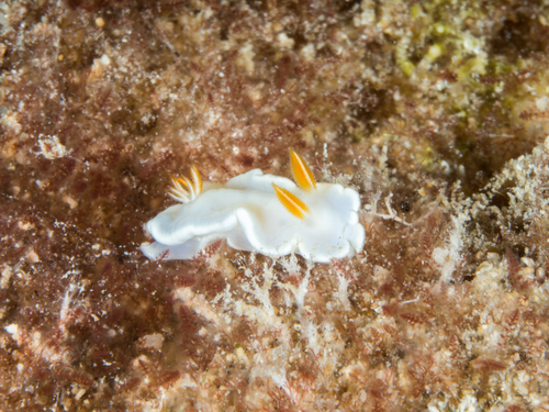Yellow-margin Nudibranch
