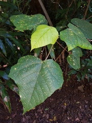 Macaranga involucrata