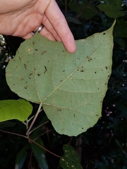 Macaranga involucrata