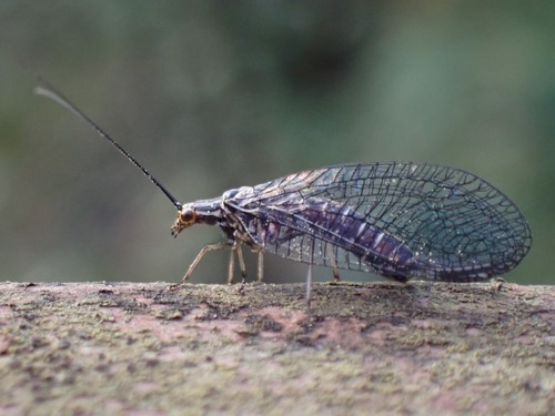 San Francisco Lacewing photo 4
