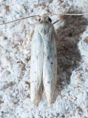 Isophrictis trimaculella