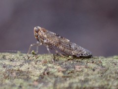 Synecdoche nemoralis